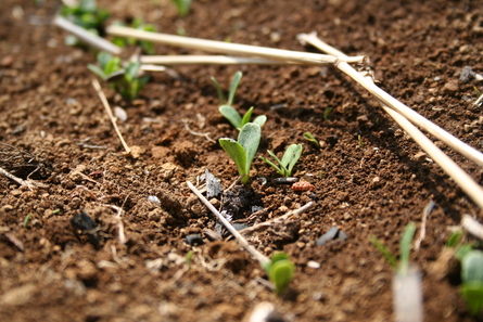 今週の家庭菜園（2014年3月29日）Ⅱ_a0216817_1385643.jpg