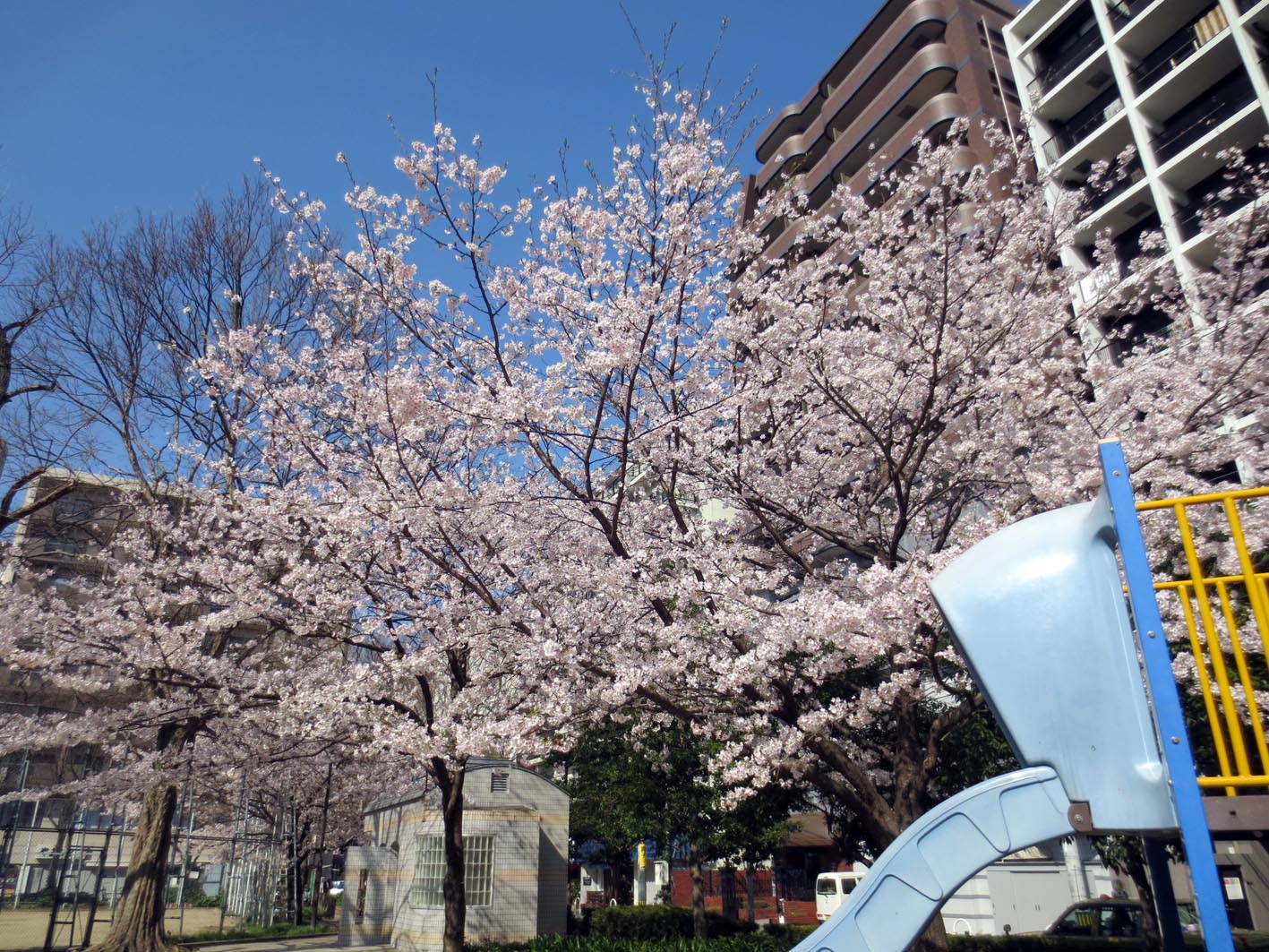 ■花は盛りをのみ愛でるものかは_d0190217_2233319.jpg