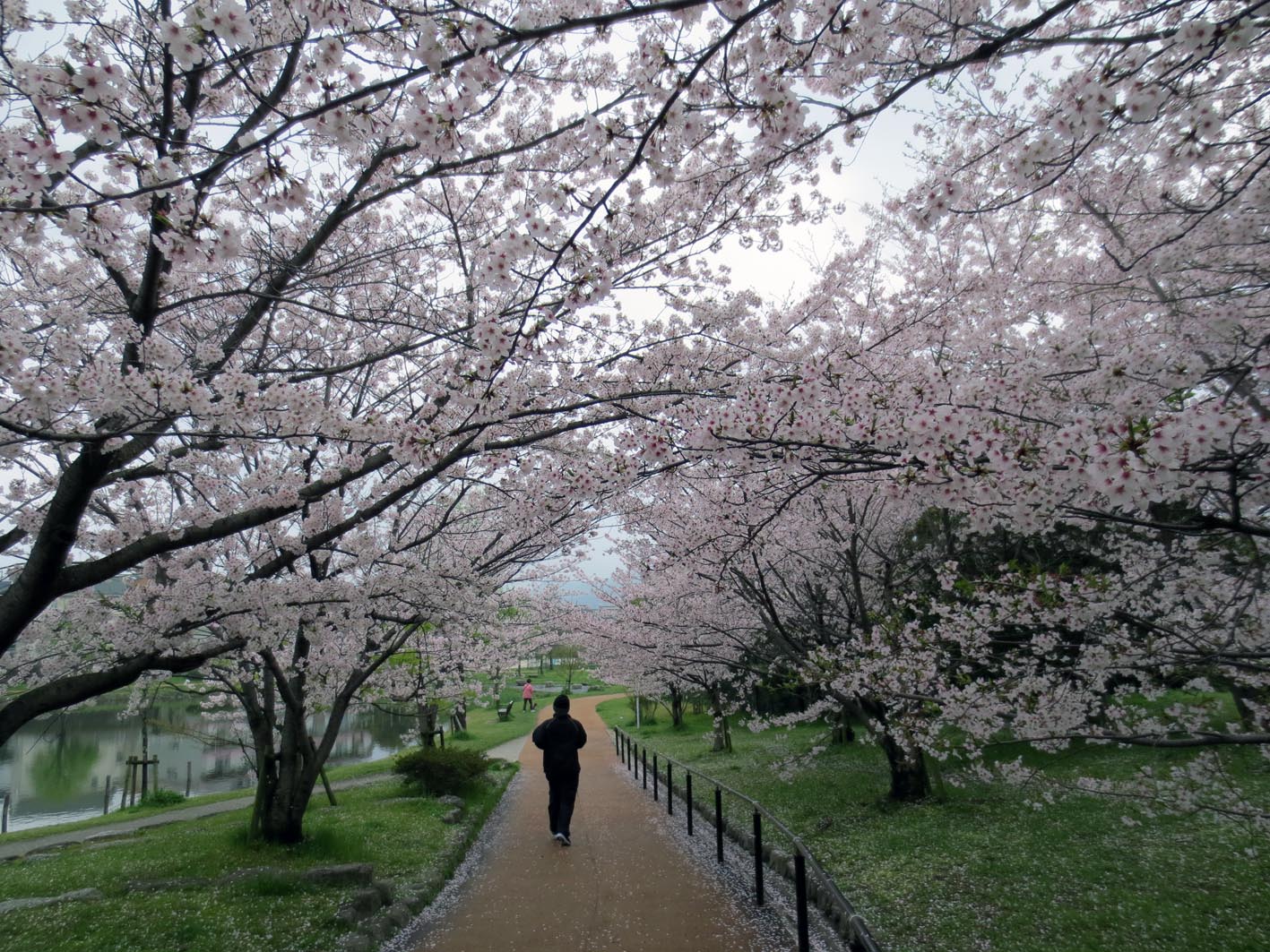 ■花は盛りをのみ愛でるものかは_d0190217_2263757.jpg