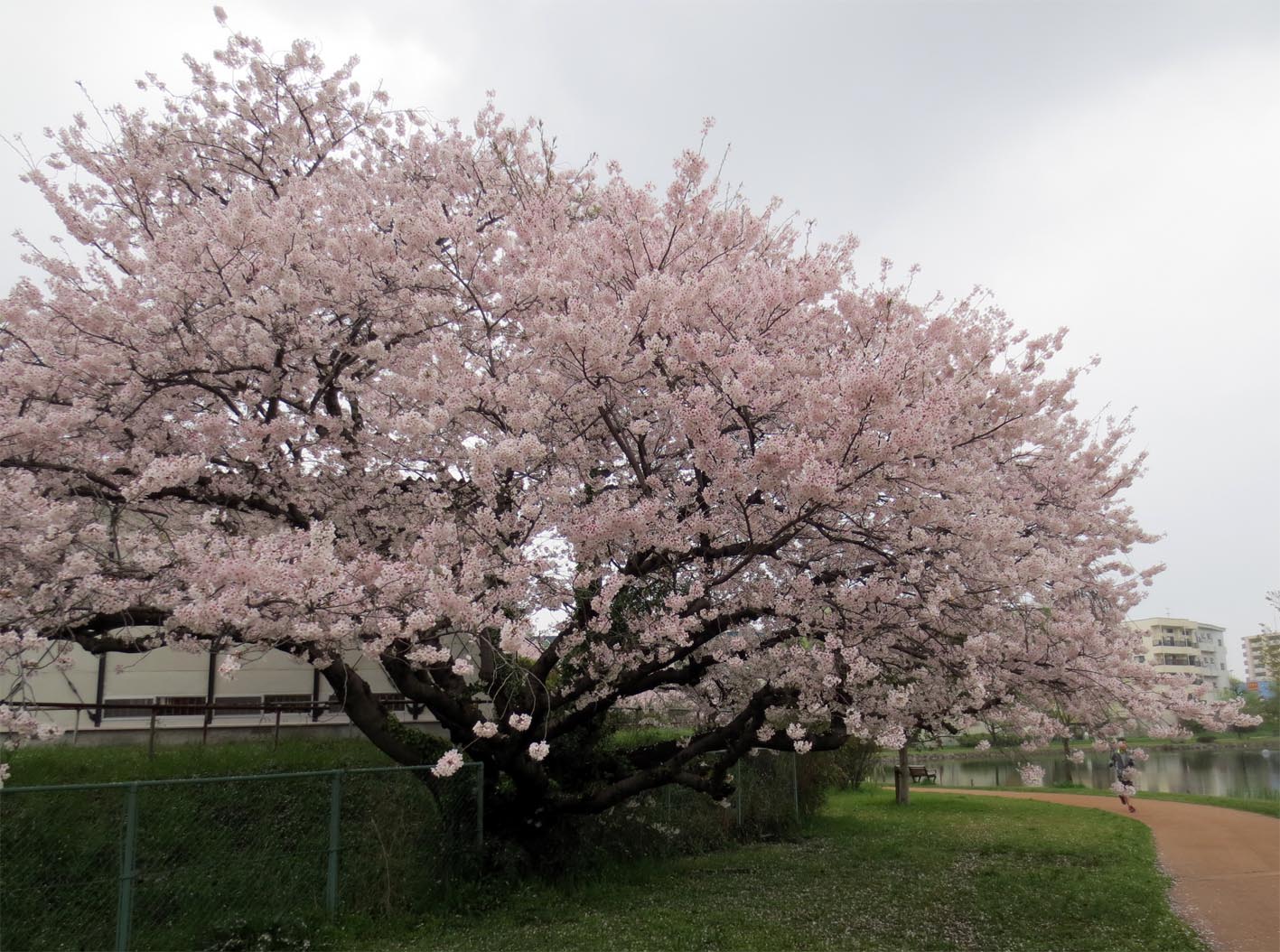 ■花は盛りをのみ愛でるものかは_d0190217_2271123.jpg