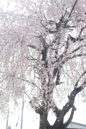 d0173318_21352884.jpg