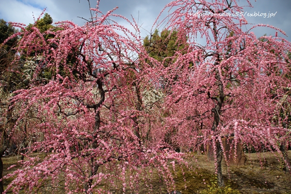 a0170321_1556139.jpg