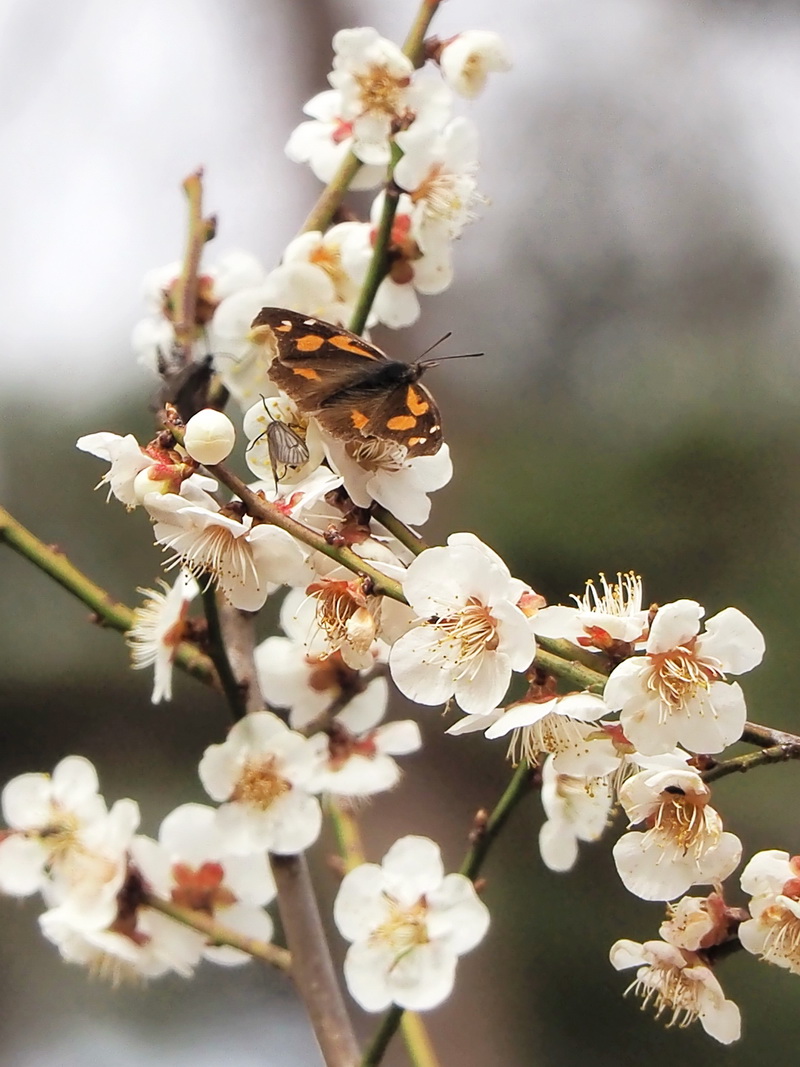 20140329 早春の散歩道：ミヤマセセリの小径にて_d0090322_14131993.jpg