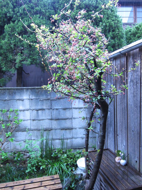 f0170424_1393052.jpg