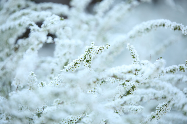 花咲く君と見る花_d0295126_02503734.jpg