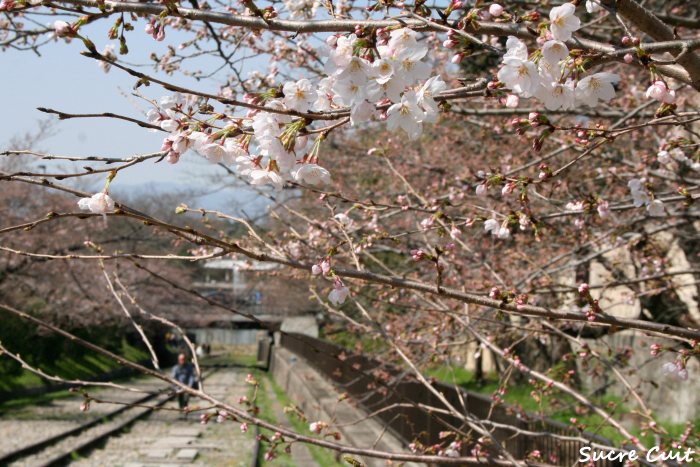 インクライン　桜咲き始め_c0127227_11554651.jpg