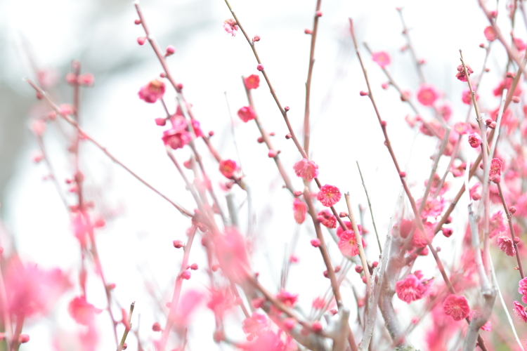 Plum tree. #2_c0200027_1814208.jpg