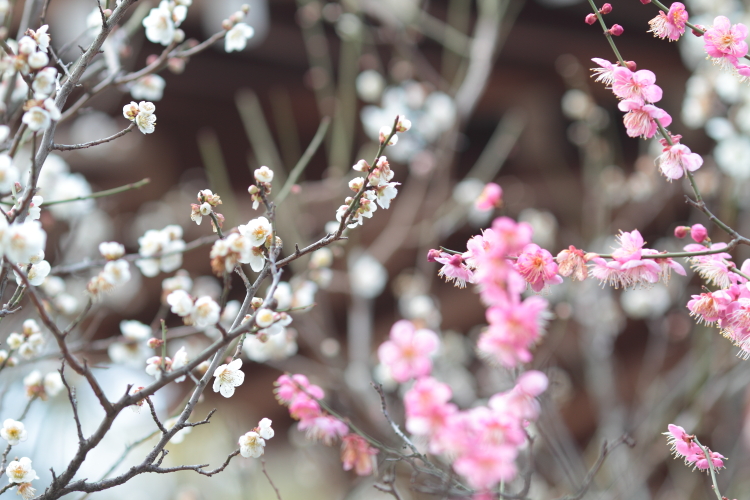 Plum tree.   #2_c0200027_1814396.jpg