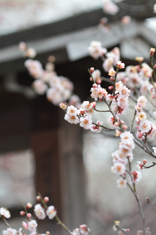 Plum tree.   #2_c0200027_1816197.jpg