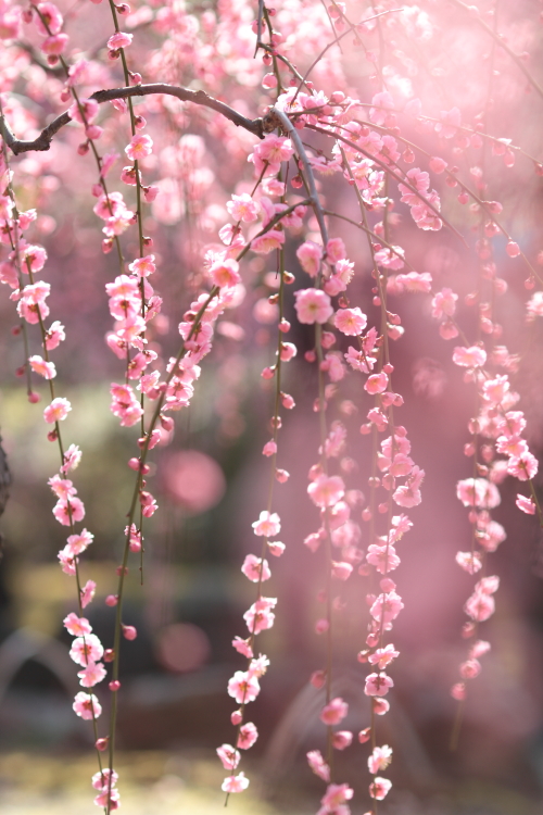 Plum tree. #1_c0200027_1831441.jpg