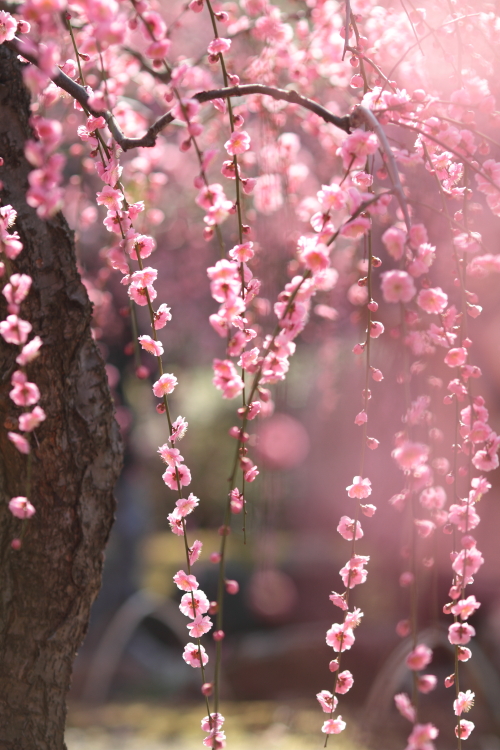 Plum tree. #1_c0200027_1831867.jpg
