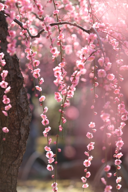 Plum tree.   #1_c0200027_1831867.jpg