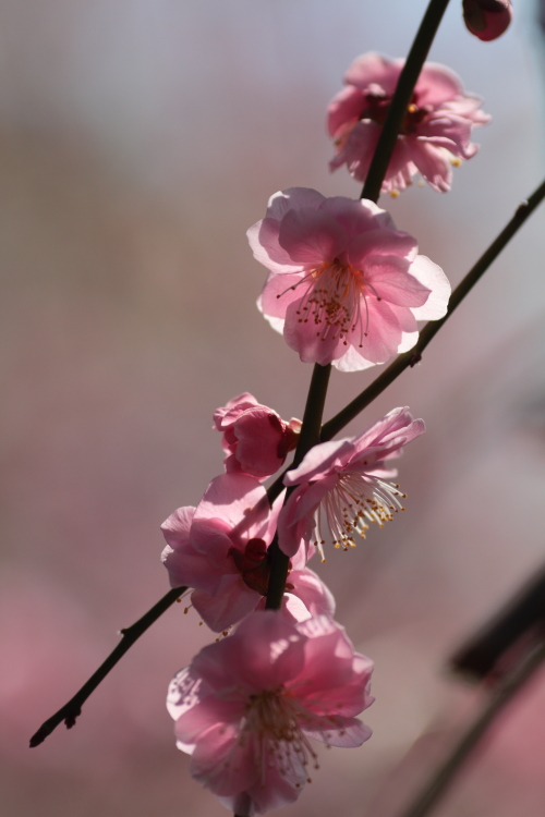 Plum tree.   #1_c0200027_184396.jpg