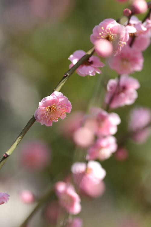 Plum tree.   #1_c0200027_1845816.jpg