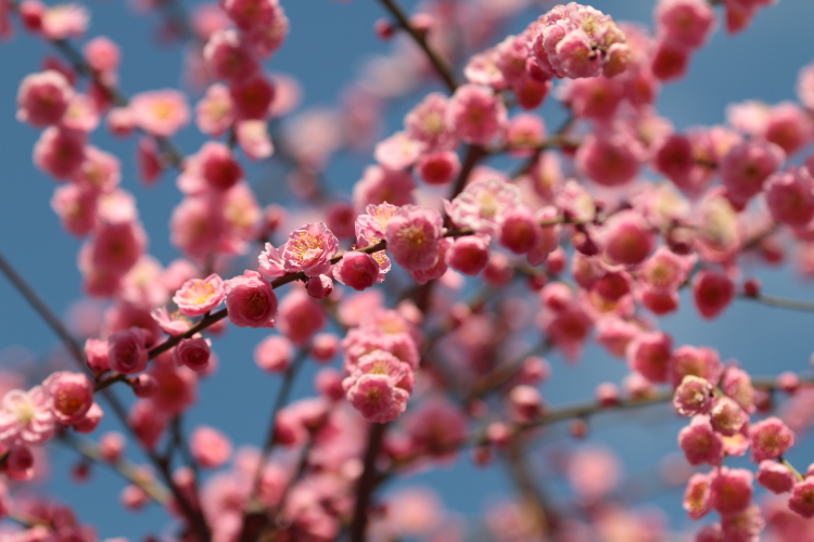 Plum tree.   #1_c0200027_1895772.jpg