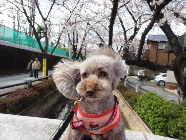 呑川、桜新町、二子玉川、自由が丘、ぐるっと回ってお花見環状線_e0016828_6513223.jpg