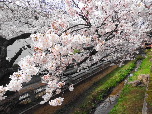 呑川、桜新町、二子玉川、自由が丘、ぐるっと回ってお花見環状線_e0016828_6523186.jpg