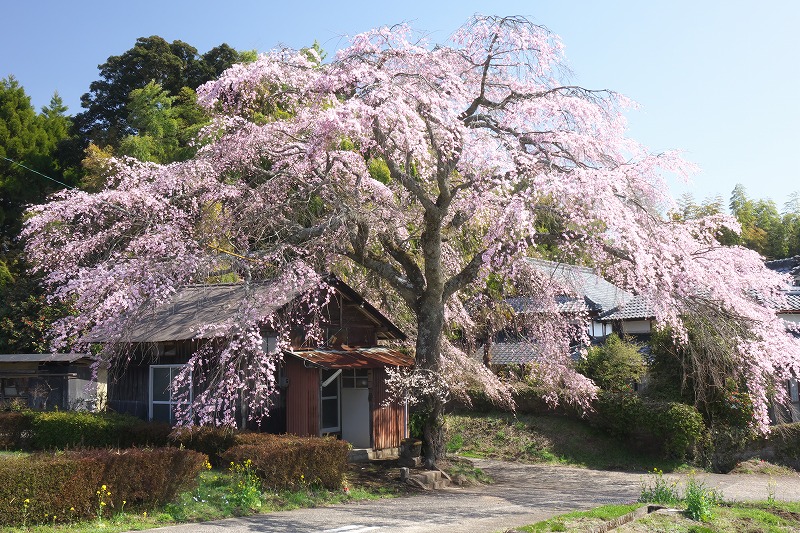 竹田の枝垂れサクラ　〔140328RX10〕_c0132230_9501047.jpg