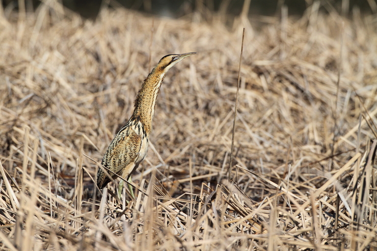 小さな池のサンカノゴイ_c0148230_109947.jpg