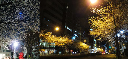 広尾の桜2014_f0165332_21483219.jpg