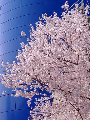 雑記＿江戸彼岸桜の花吹雪_a0038933_23315721.jpg