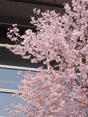 雑記＿江戸彼岸桜の花吹雪_a0038933_2336114.jpg