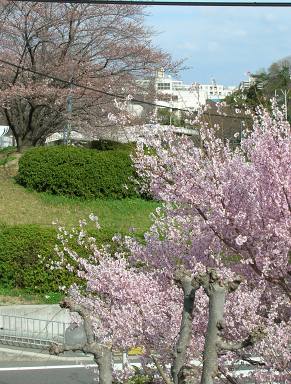 雑記＿江戸彼岸桜の花吹雪_a0038933_23475222.jpg