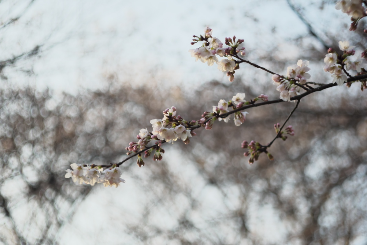 蓮華寺池公園の桜各編１ｂｙＬｅｉｔｚ　ＤＲ　ＳＵＭＭＩＣＲＯＮ　５０ｍｍ　１：２_c0309734_02073772.jpg