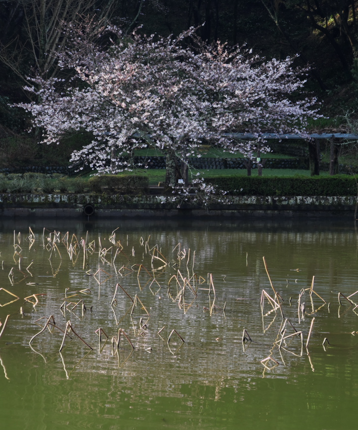 蓮華寺池公園の桜各編１ｂｙＬｅｉｔｚ　ＤＲ　ＳＵＭＭＩＣＲＯＮ　５０ｍｍ　１：２_c0309734_02372988.jpg