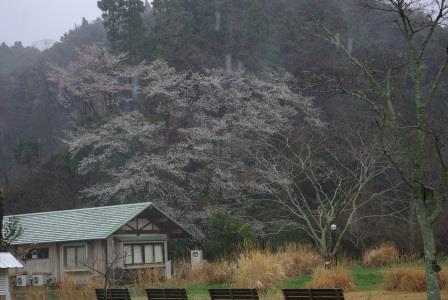 雨の日曜日_a0123836_15271223.jpg