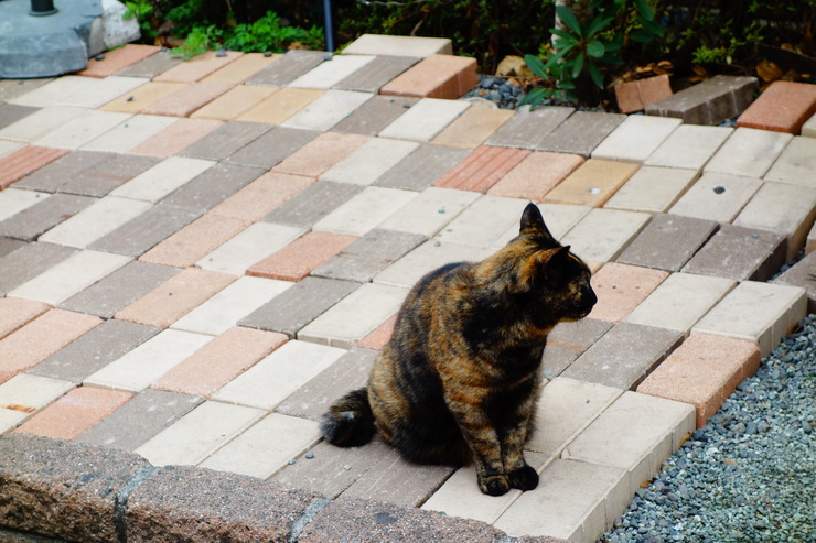 a0287336_2012942.jpg