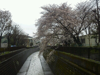 雨の桜☆_c0076939_22463766.jpg