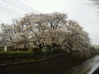 雨の桜☆_c0076939_2246844.jpg