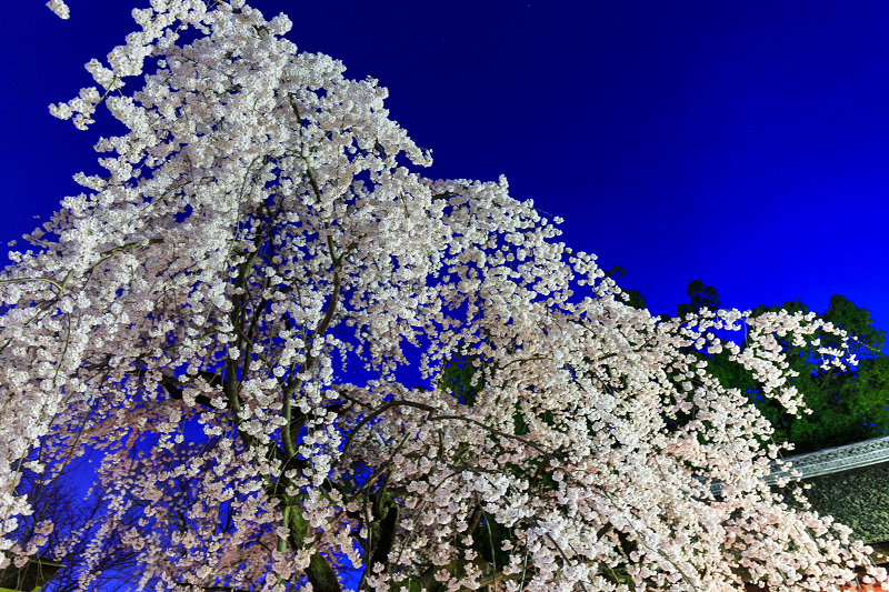 平野神社・魁桜と、上七軒の桜の下で（勝瑠さん、市知さん、勝音さん、梅ちえさん、勝奈さん）_f0155048_003454.jpg