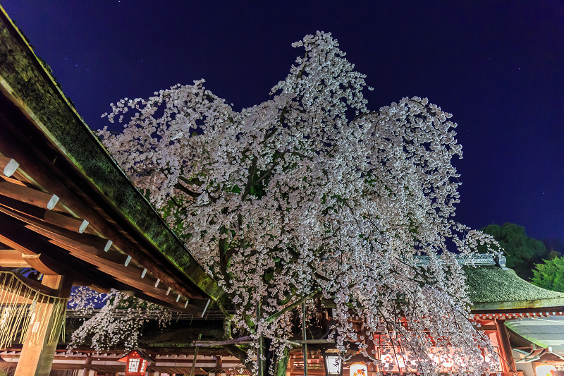 平野神社・魁桜と、上七軒の桜の下で（勝瑠さん、市知さん、勝音さん、梅ちえさん、勝奈さん）_f0155048_005136.jpg