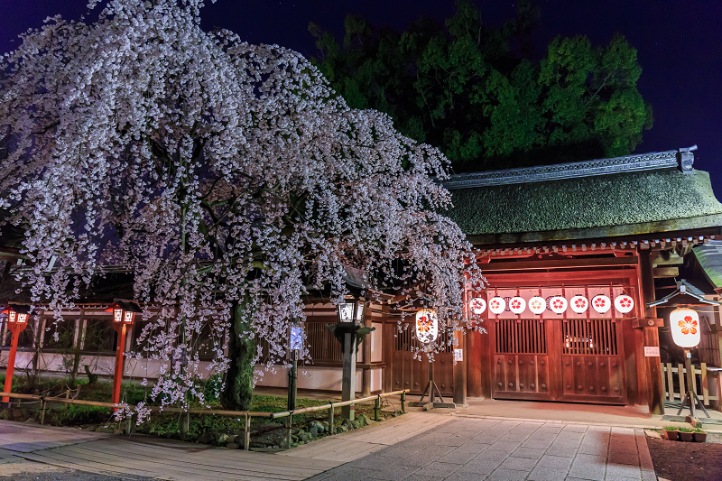 平野神社・魁桜と、上七軒の桜の下で（勝瑠さん、市知さん、勝音さん、梅ちえさん、勝奈さん）_f0155048_021494.jpg