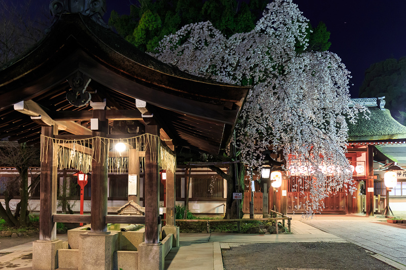 平野神社・魁桜と、上七軒の桜の下で（勝瑠さん、市知さん、勝音さん、梅ちえさん、勝奈さん）_f0155048_023446.jpg