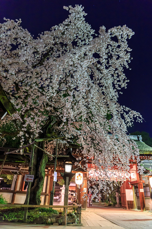 平野神社・魁桜と、上七軒の桜の下で（勝瑠さん、市知さん、勝音さん、梅ちえさん、勝奈さん）_f0155048_02378.jpg