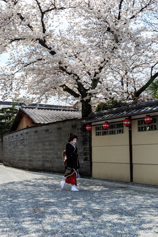 平野神社・魁桜と、上七軒の桜の下で（勝瑠さん、市知さん、勝音さん、梅ちえさん、勝奈さん）_f0155048_035077.jpg