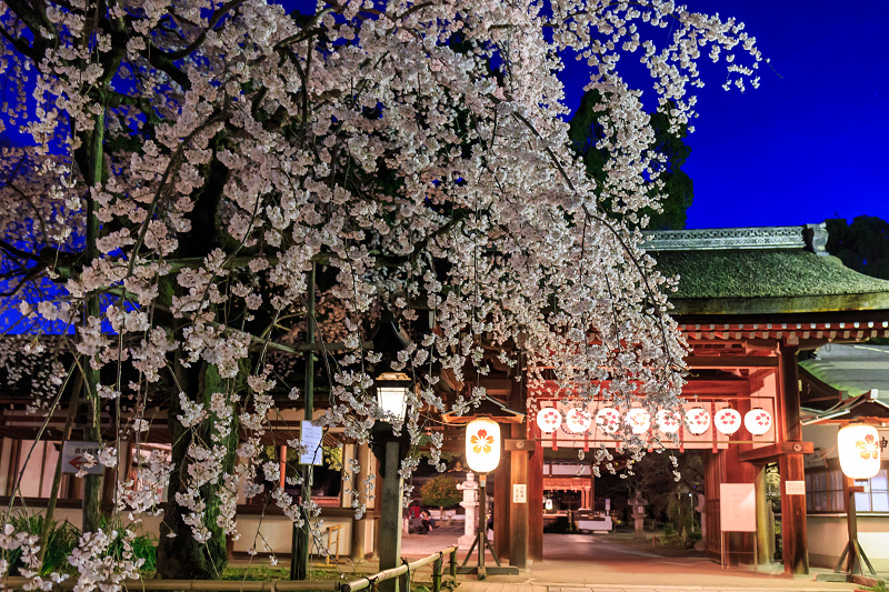 平野神社・魁桜と、上七軒の桜の下で（勝瑠さん、市知さん、勝音さん、梅ちえさん、勝奈さん）_f0155048_23584915.jpg