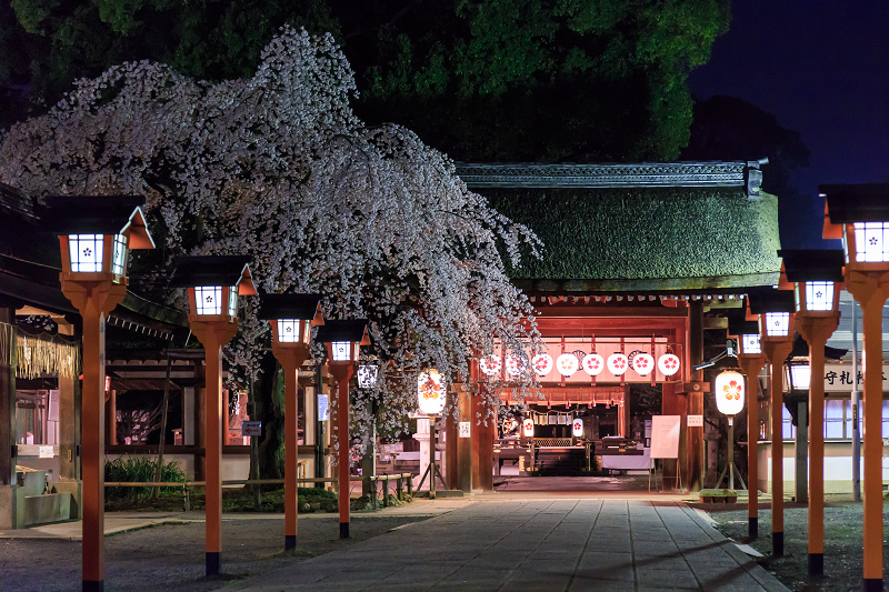 平野神社・魁桜と、上七軒の桜の下で（勝瑠さん、市知さん、勝音さん、梅ちえさん、勝奈さん）_f0155048_23593143.jpg