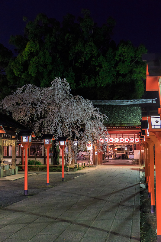 平野神社・魁桜と、上七軒の桜の下で（勝瑠さん、市知さん、勝音さん、梅ちえさん、勝奈さん）_f0155048_23595357.jpg