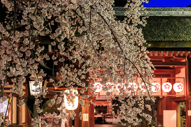 平野神社・魁桜と、上七軒の桜の下で（勝瑠さん、市知さん、勝音さん、梅ちえさん、勝奈さん）_f0155048_23595825.jpg