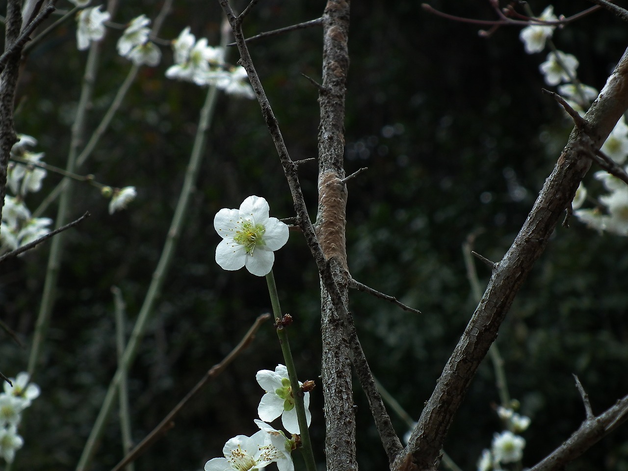 トゲのある緑萼梅 カタクリ ノキシノブ 花追い日記 トゲのある緑萼梅 カタクリ ノキシノブ 花追い日記