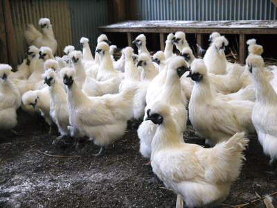 烏骨鶏 #里帰り #烏骨鶏の卵 #ニワトリ好き #chickens