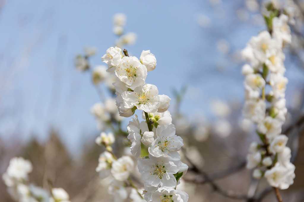 神代植物園のカタクリ_f0044056_17434774.jpg