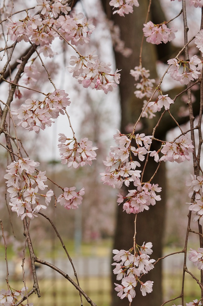 京都御苑・出水の桜_b0063958_16213620.jpg