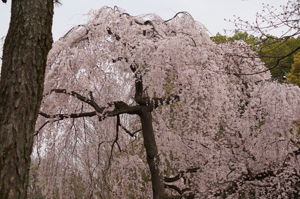 京都御苑・出水の桜_b0063958_16261264.jpg