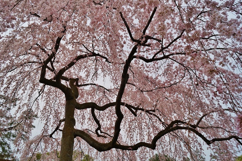 京都御苑・出水の桜_b0063958_1627533.jpg