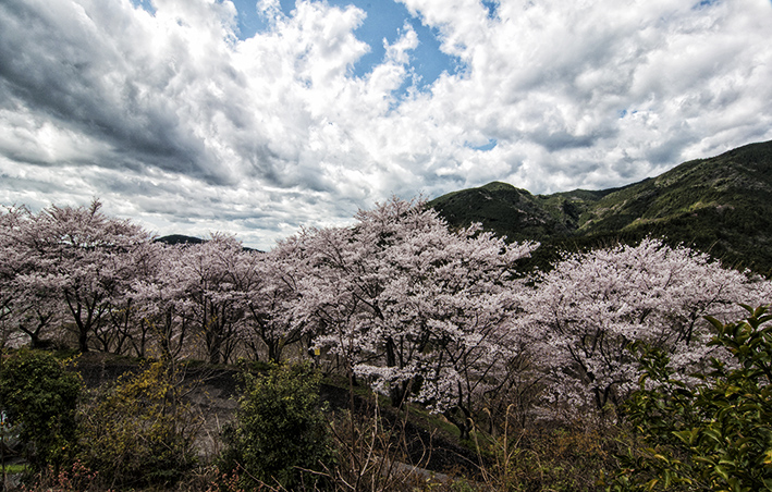 桜の咲いた山村の風景です_f0231460_22404066.jpg